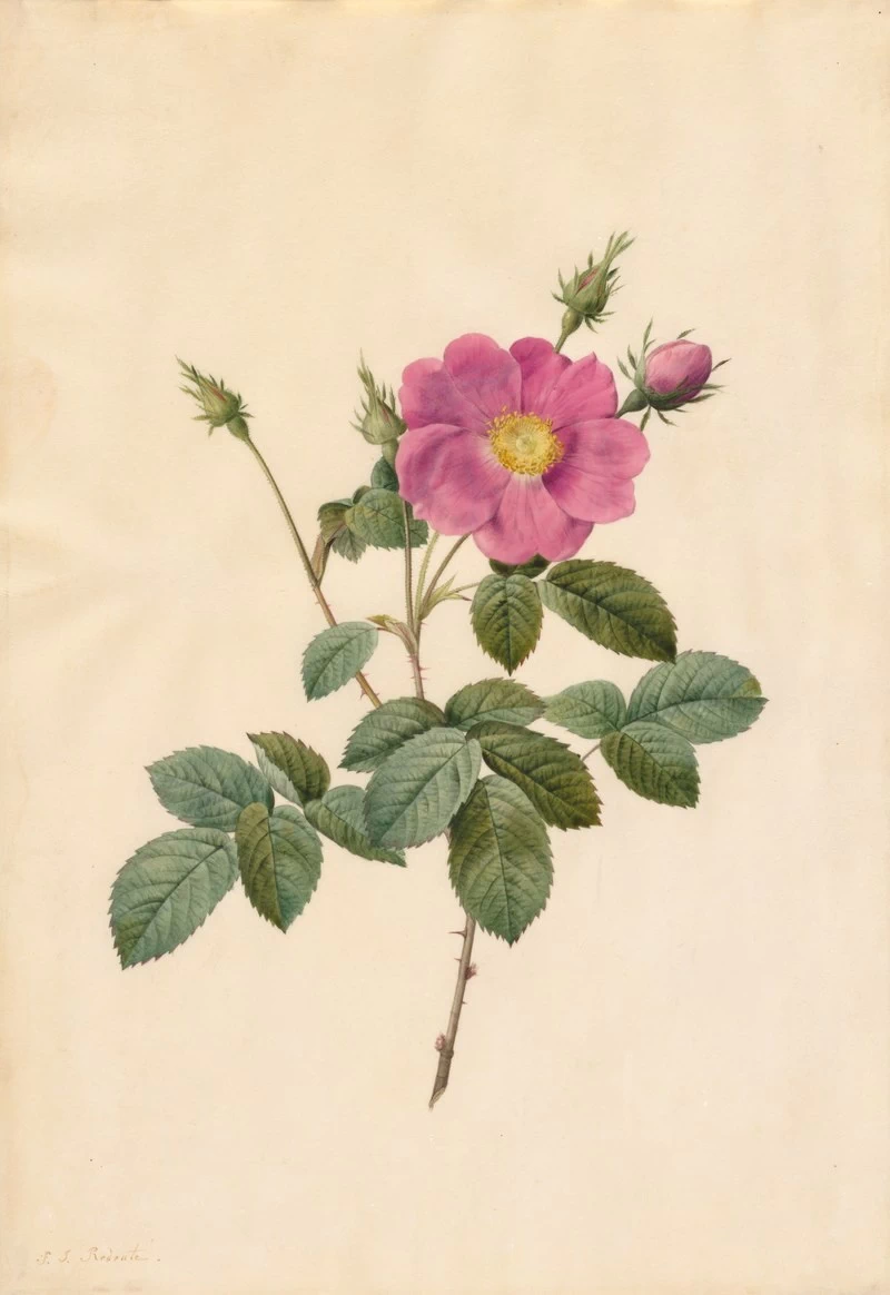 Rosa Centifolia Simplex - Cleveland Museum of Art